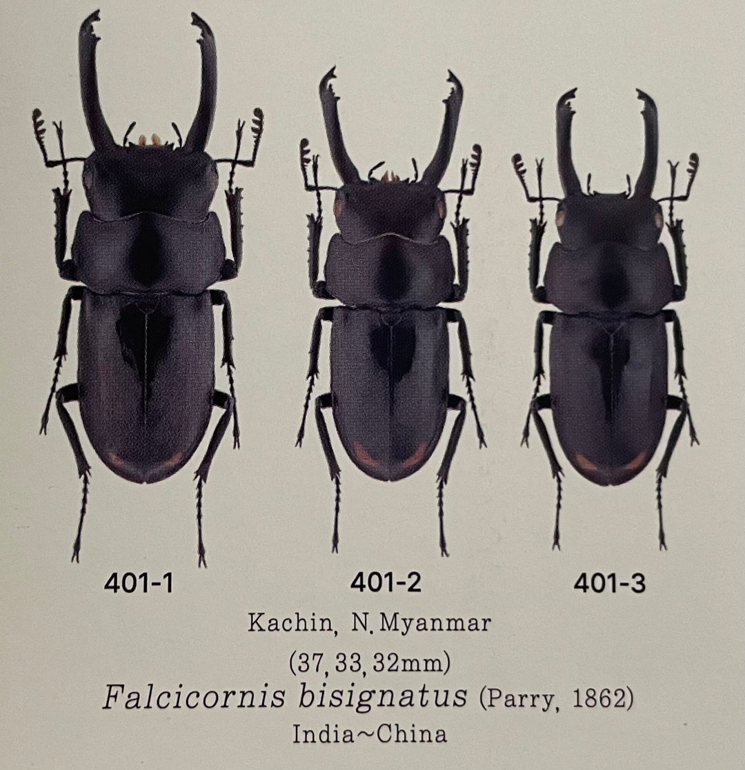 【WD】《ビシグナートゥスコクワ ペア》