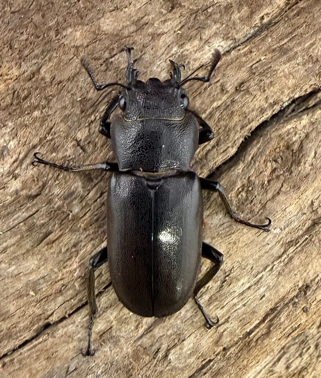 《メタリフェルホソアカ亜種finae 62mm ペア》