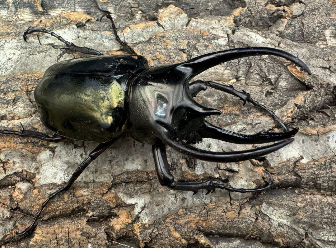 【WD】《ミンダナオアトラスオオカブト 88mm ペア》