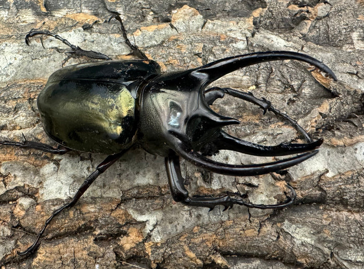 【WD】《ミンダナオアトラスオオカブト 88mm ペア》