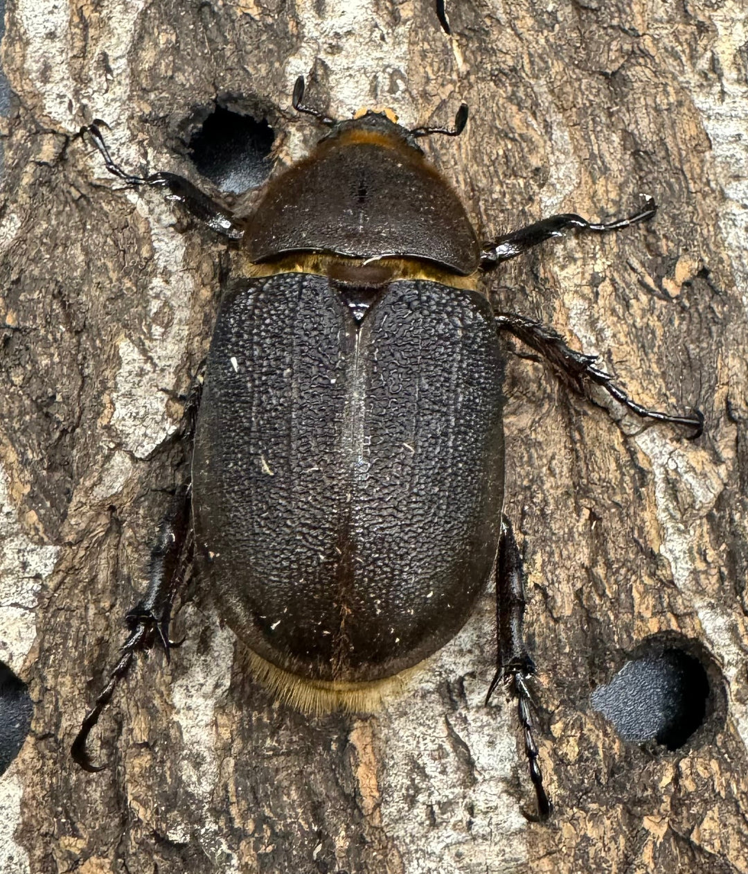 《ヘラクレス・ヘラクレス 129mm ペア》