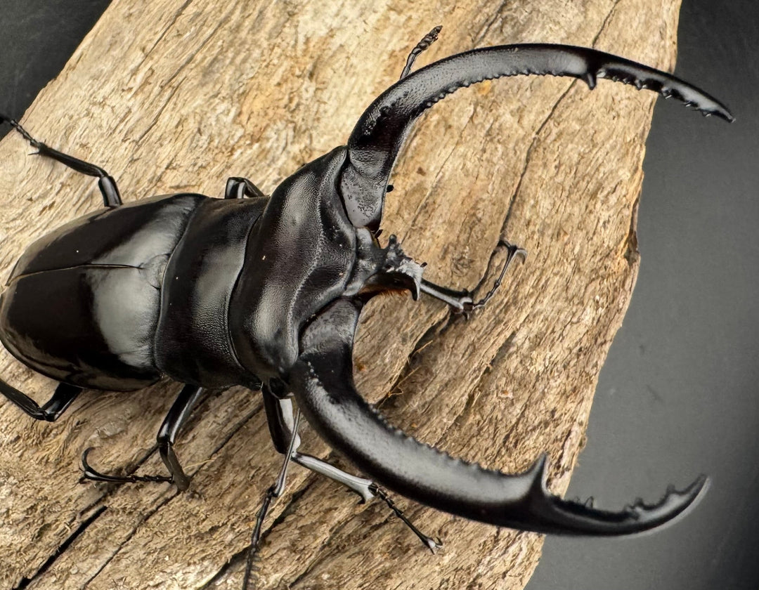 【WD】《リノケロスフタマタ 85mm ペア》