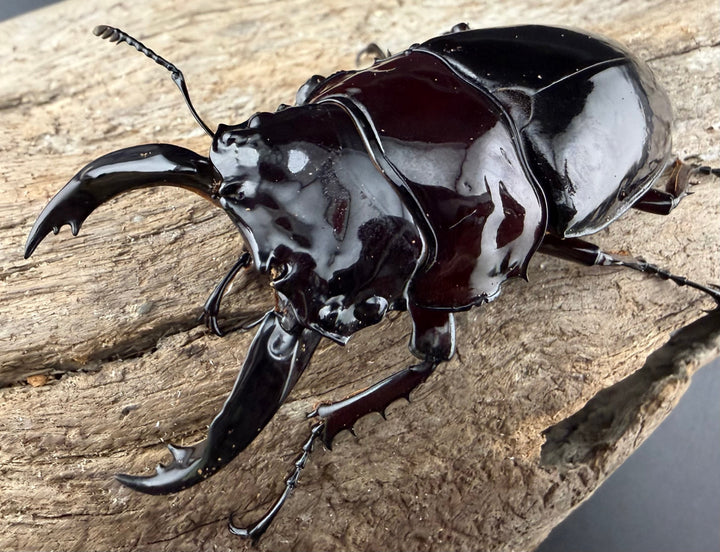 《赤レギウスオオツヤクワガタ 70mm ♂単》