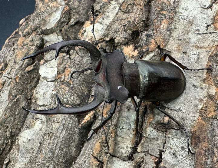 【WD】《クラーツミヤマ原名亜種 59mm ペア》