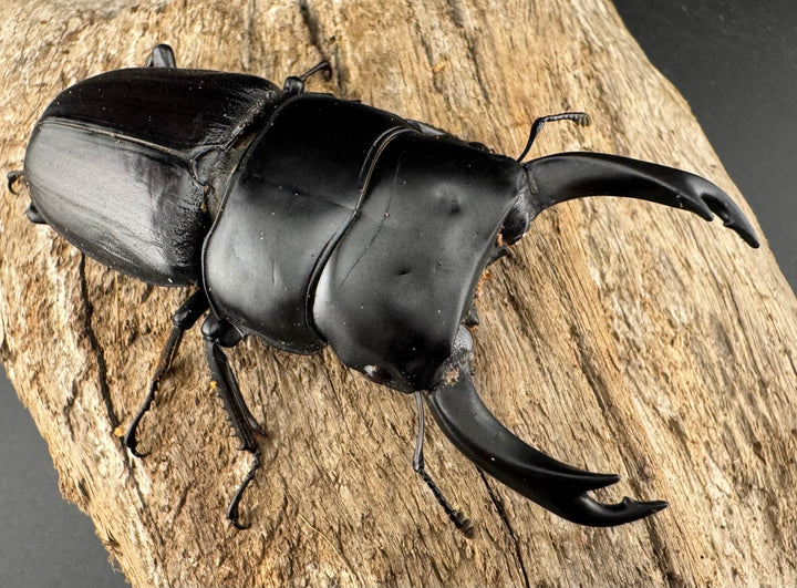 【WD】《ミンダナオパリーオオクワ キダパワン産 70.5mm ペア》