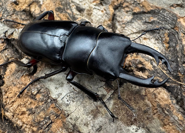 【F0】《アカアシクワガタ亜種miyamai 42mm ペア》