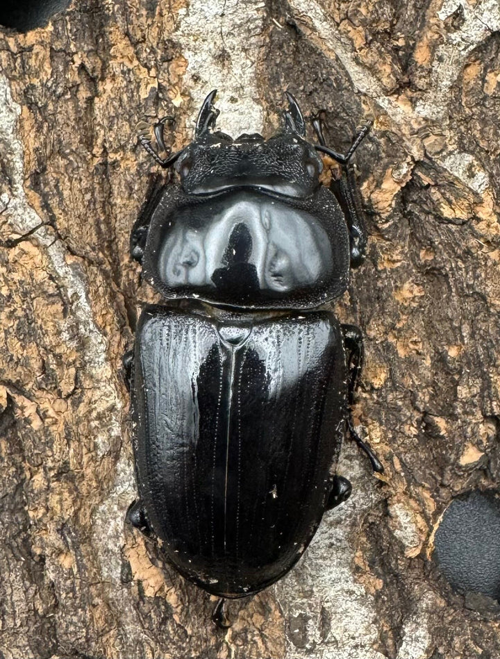 《オオクワガタ TT川西血統 50mm ♀単》ヒート氏ブリード個体