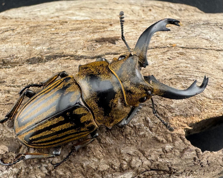 【WD】《ストリアータツヤクワガタ 48mm ペア》