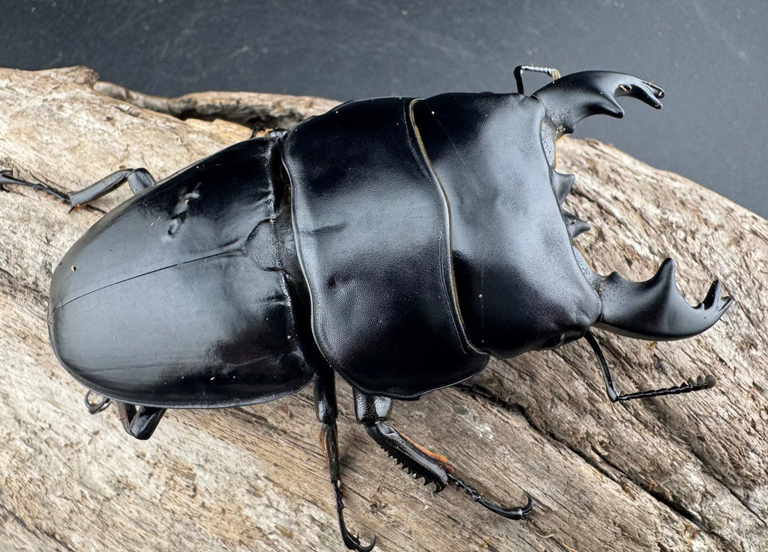 【WD】《アルキデスヒラタ ベンクール産 短歯 84mm 胸幅36mm ペア》