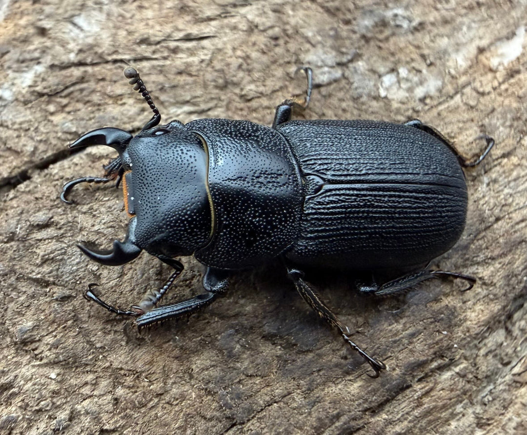 【WD】《ドルクス zhouchaoi（メンシウス ssp.） 21mm ペア》