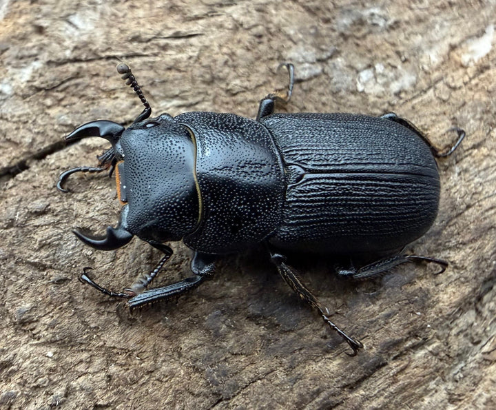【WD】《ドルクス zhouchaoi（メンシウス ssp.） 21mm ペア》