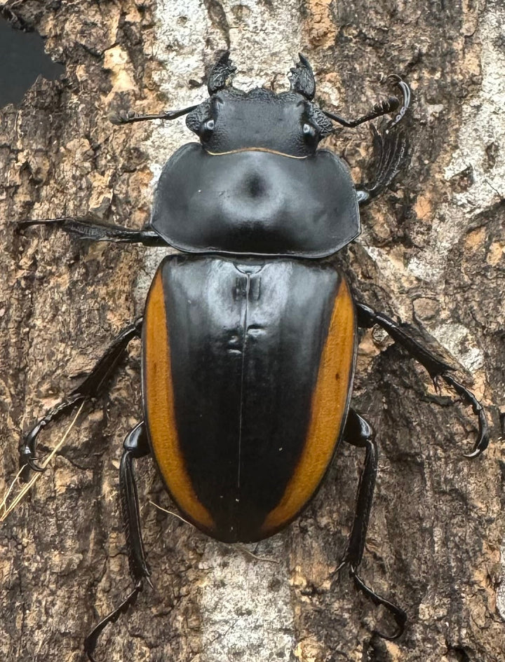 【WD】《スティーブンスツヤ亜種mamaesaensis 69mm ペア》