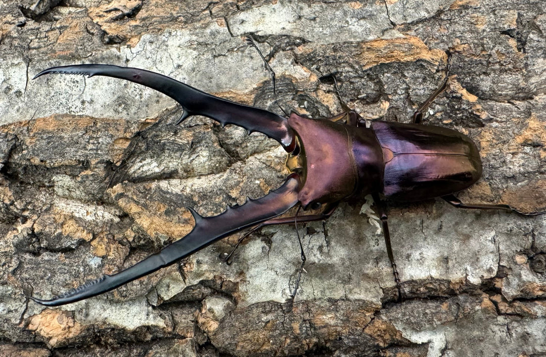 【美麗】《メタリフェルホソアカ 85mm ペア》セルヴォラン氏ブリード個体