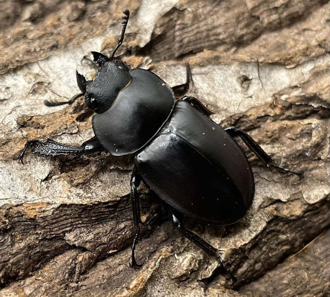 【WD】《チュウゴクマルバネクワガタ原名亜種 35mm ペア》