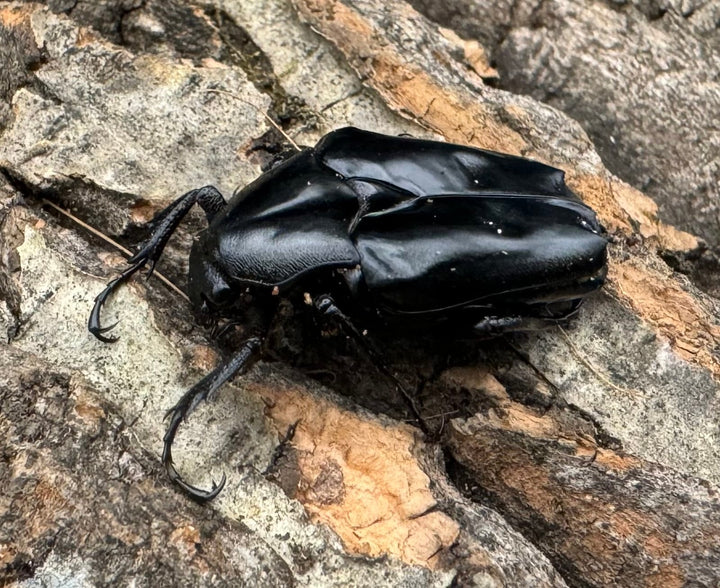 《クロツヤトゲアシハナムグリ ペア》