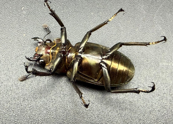 《メタリフェルホソアカ亜種サンギレンシス 71.5mm ペア》