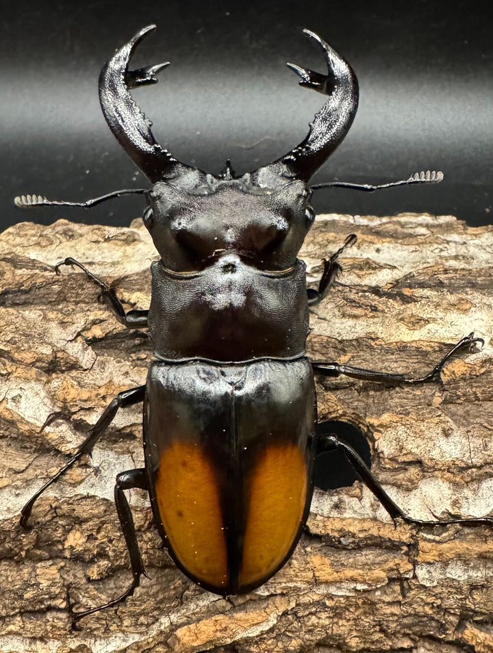 【WD】《セアカフタマタ（パリーフタマタ） 83mm ペア》