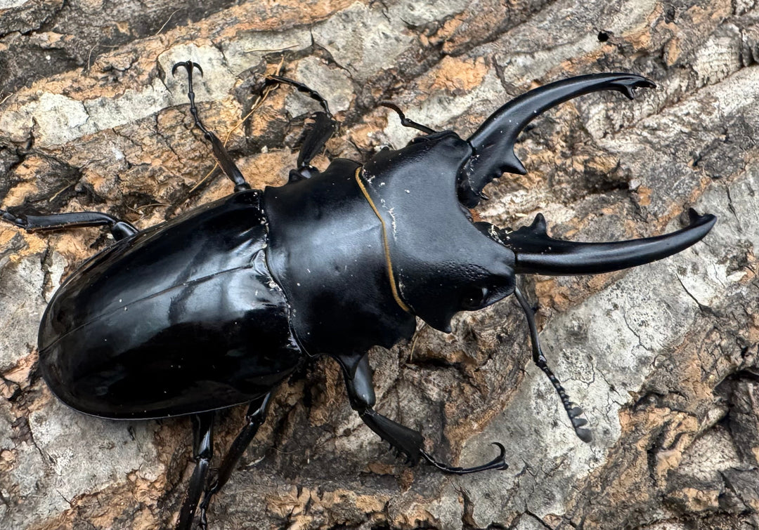 【WD】《ベリコサツヤクワガタ 86mm A’品ペア》