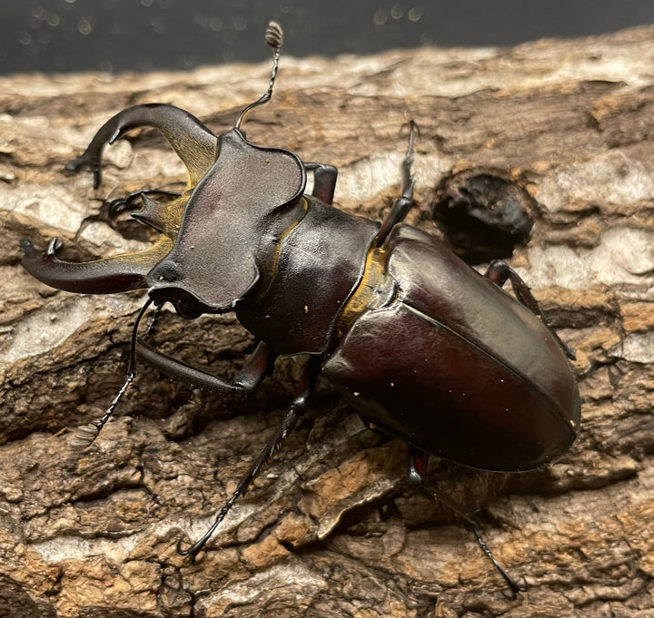 【WD】《フライミヤマクワガタ 70mm A’ペア》