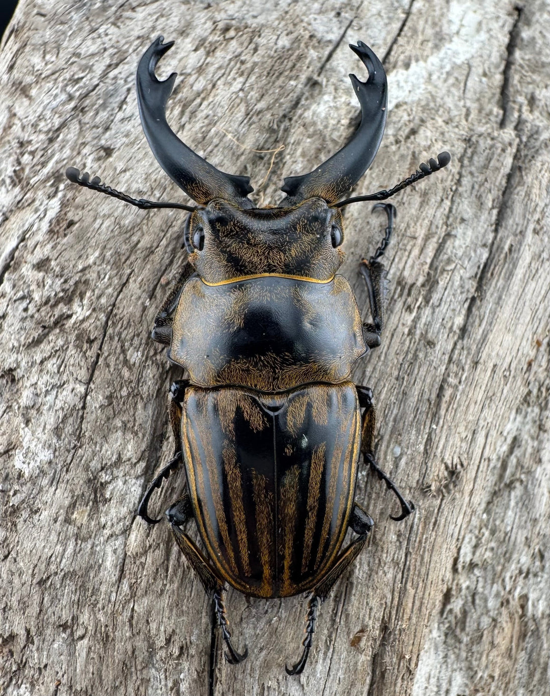 【WD】《ストリアータツヤクワガタ 48.5mm ペア》