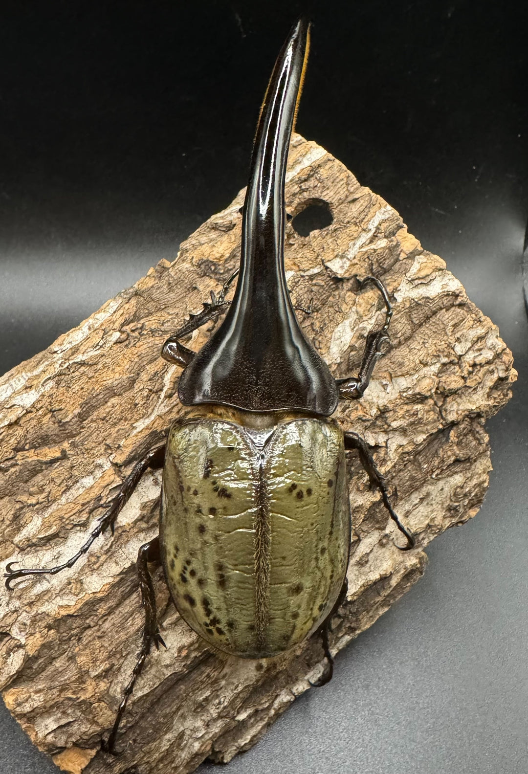 即ブリ《ヘラクレス・ヘラクレス 144mm ペア》