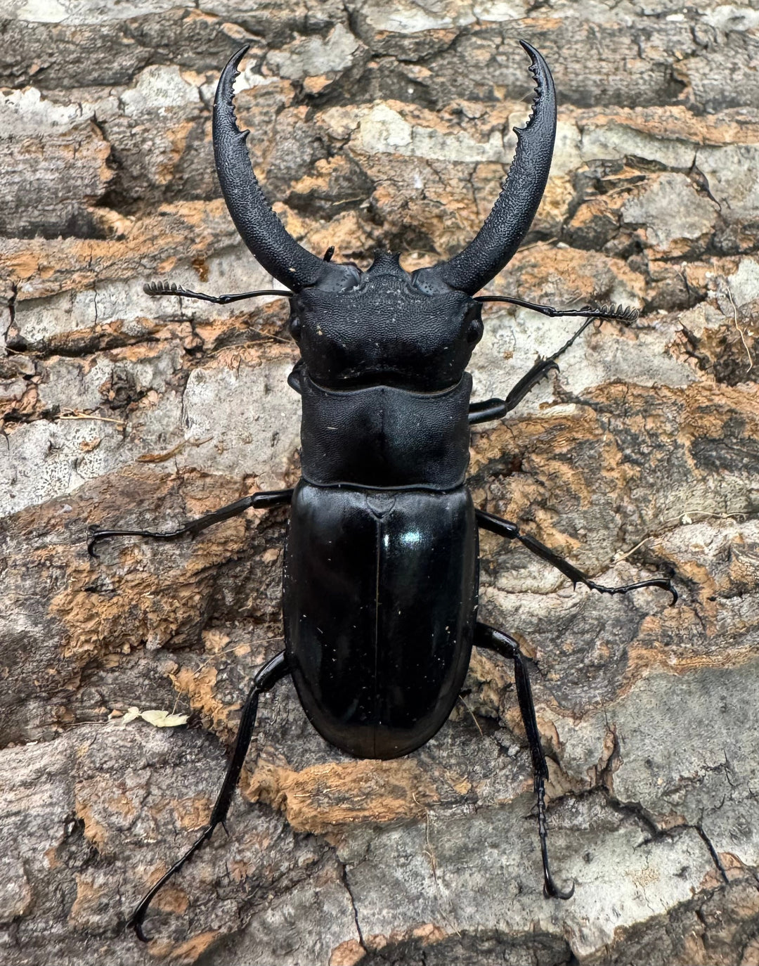 【WD】《リノケロスフタマタクワガタ 71mm ペア》