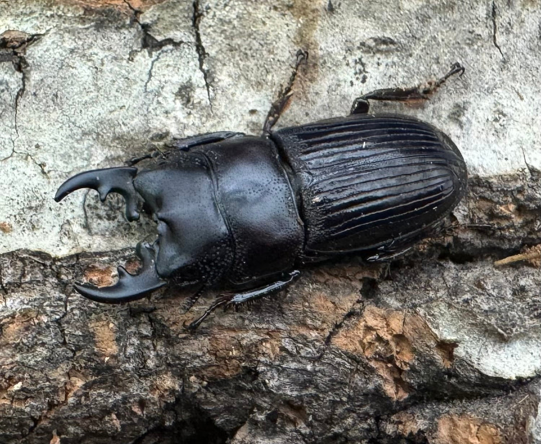 【WD】《フィリピンネブト原名亜種 24mm ペア》