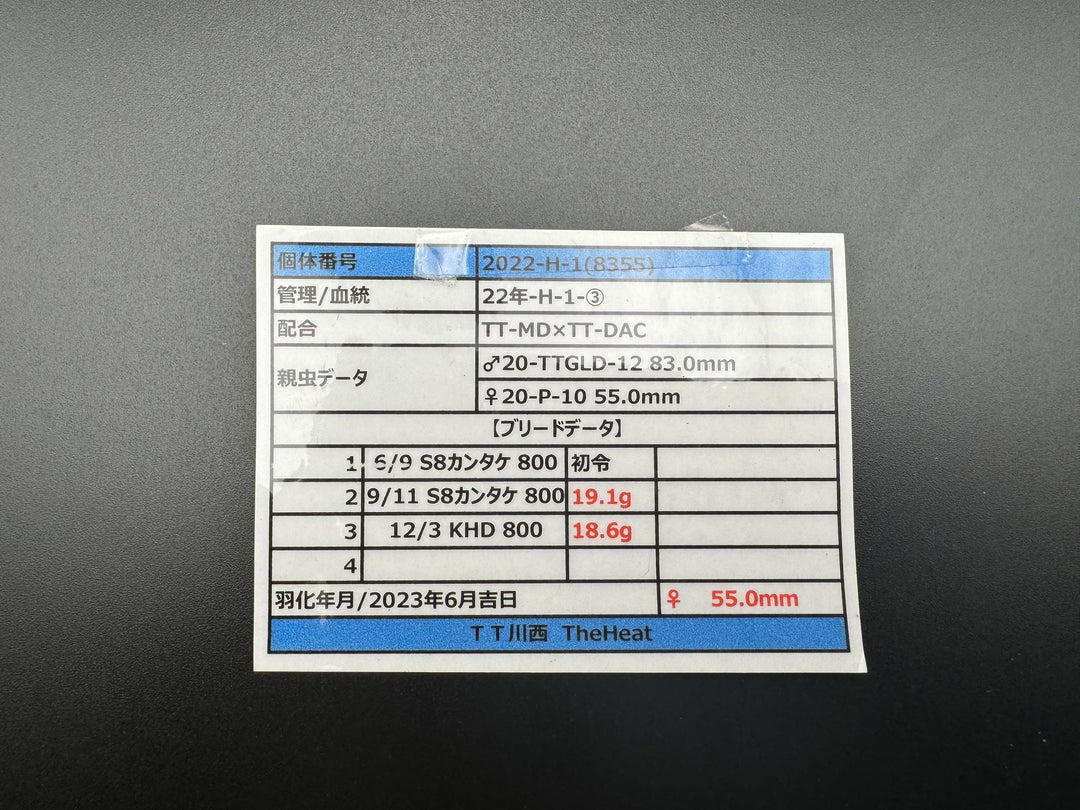 《オオクワガタ TT川西血統 55mm ♀単》ヒート氏ブリード個体