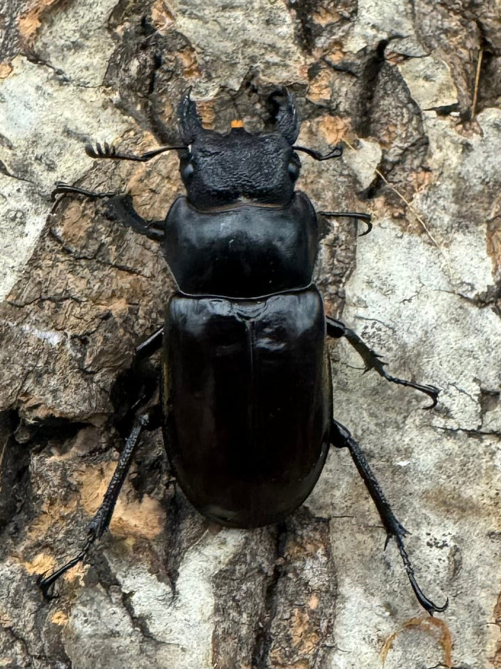 【WD】大型《チェンミヤマ メトク産 75mm ペア》