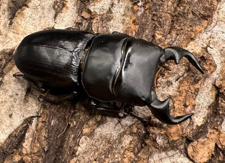 【WD】《ドルクス リンビン 40mm ♂♀♀トリオ》