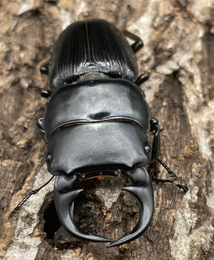 【WD】《パラワンパリーオオクワ 60mmUP ペア》