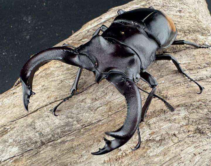 【WD】《セアカフタマタ（パリーフタマタ） 82mm ペア》