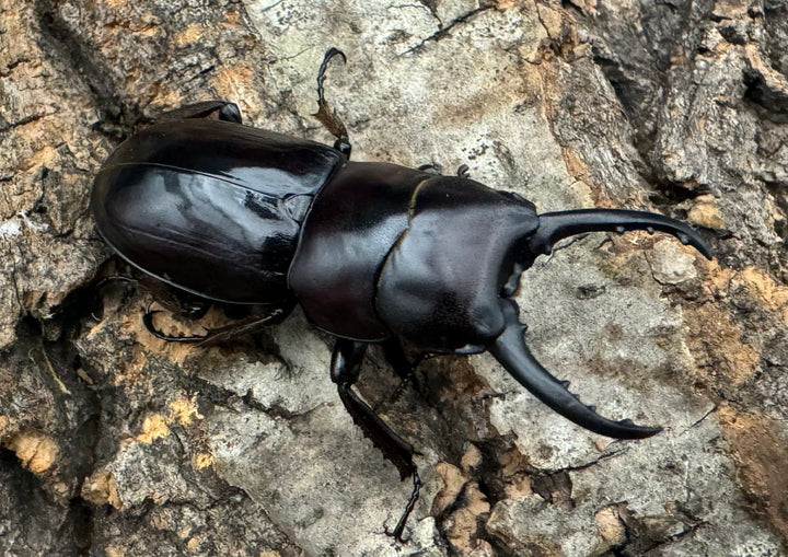 《スンバワノコギリクワガタ 40mm ペア》わたくわ氏ブリード個体