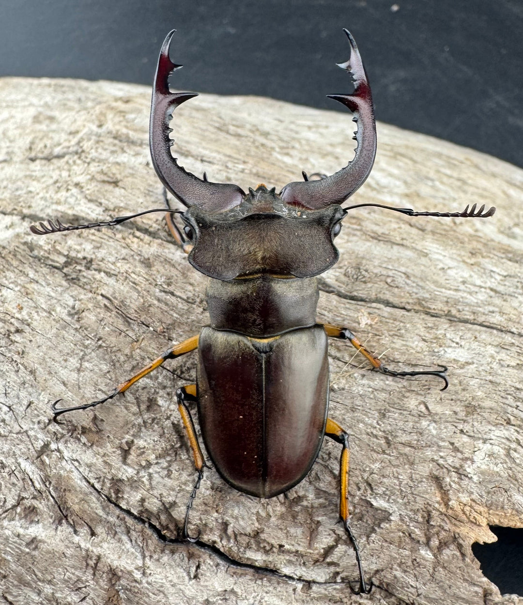 【WD】《フェアメイルミヤマ 雅安市産 54mm ペア》