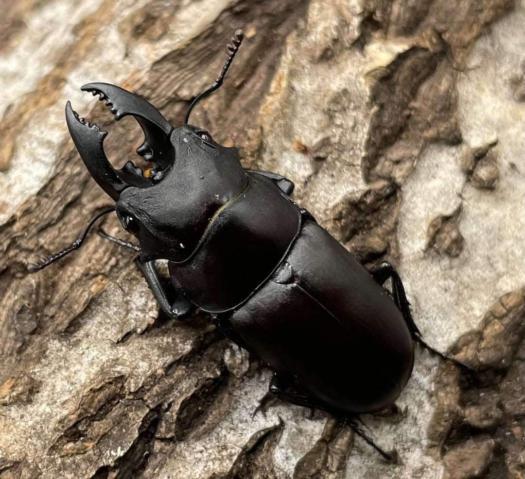 【WD】《オーエンノコギリクワガタ中国亜種melli 36.4mm ♂♀B品♀トリオ》