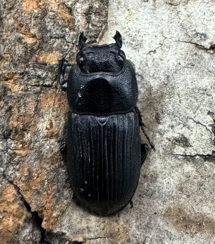 【F0】《カントンネブト Free ペア》