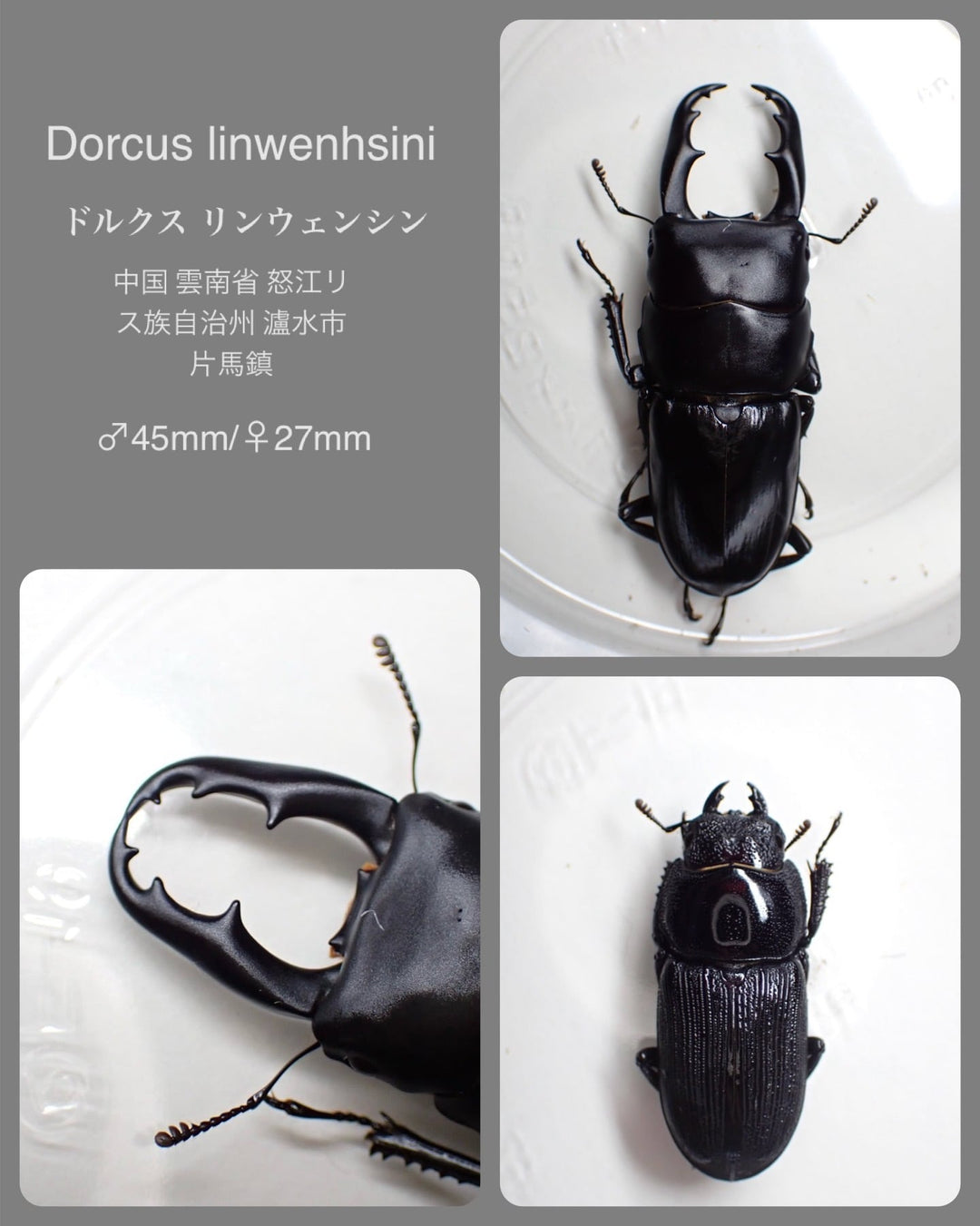 【WD】《ドルクス リンウェンシン 45mm ペア》