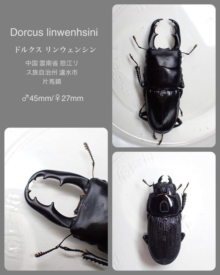 【WD】《ドルクス リンウェンシン 45mm ペア》