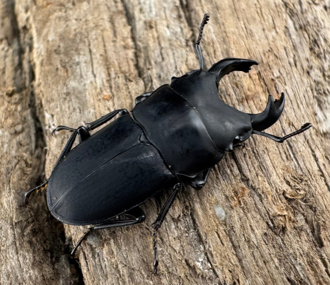 【WF3】《メタドルクス ロトゥンダトゥス 19.5mm ペア》