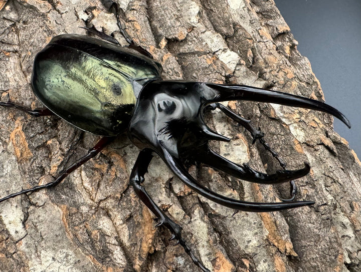 【WD】大型《ジャワコーカサスオオカブト 111mm A'品ペア》