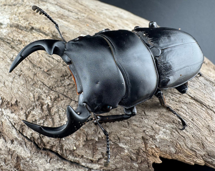 【WD】《グランディスオオクワ原名亜種 63mm A'品ペア》