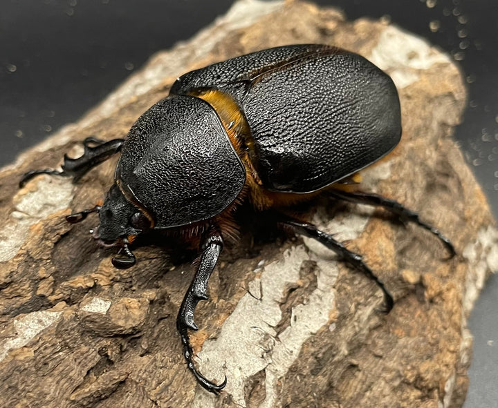 《サタンオオカブト 97mm ペア》