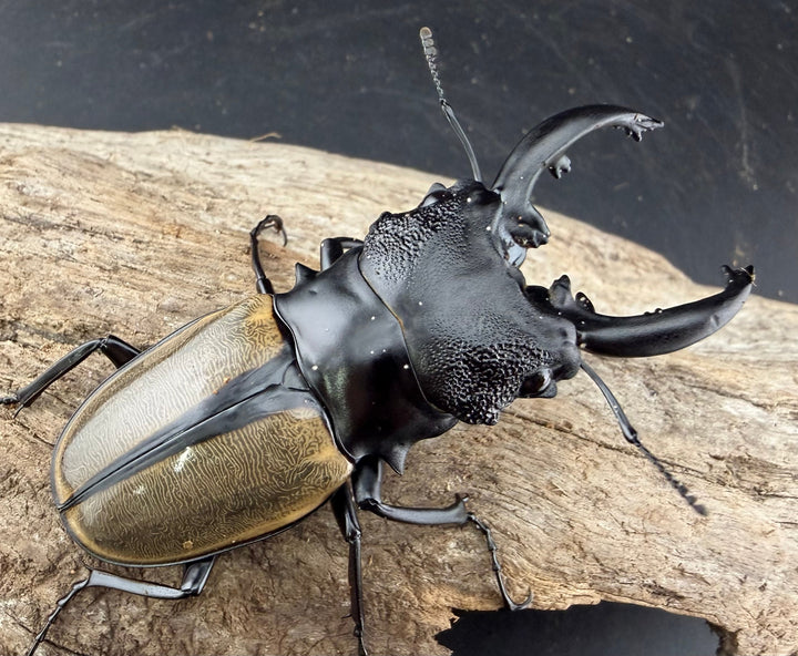 【WD】《ルデキンツヤクワガタ 74mm ペア》