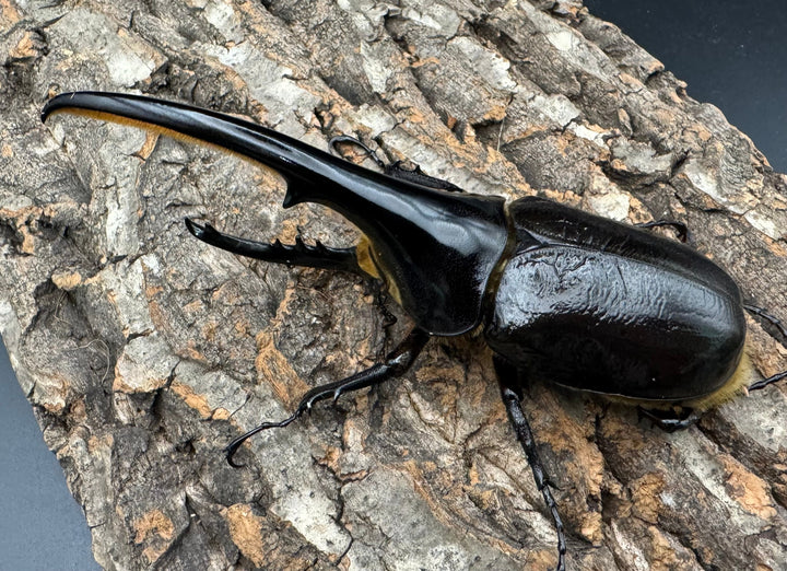 《ヘラクレス・ヘラクレス 139mm ペア》