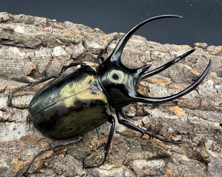 【WD】《ミンダナオアトラスオオカブト 97mm ペア》