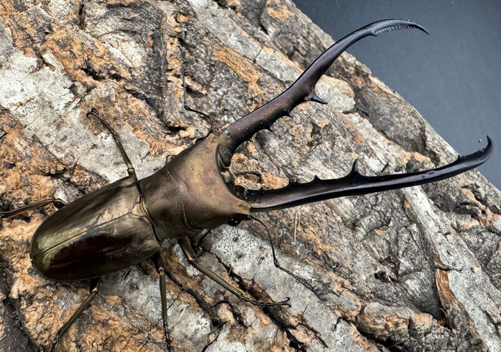 【WD】《メタリフェルホソアカ亜種finae 88.5mm ペア》