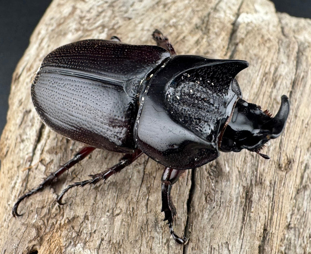 【WD】《ヒラズツツサイカブト 47mm ペア》