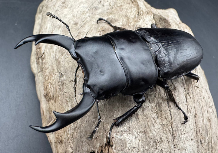 【WD】《パリーオオクワ パロロ パル産 69mm ペア》