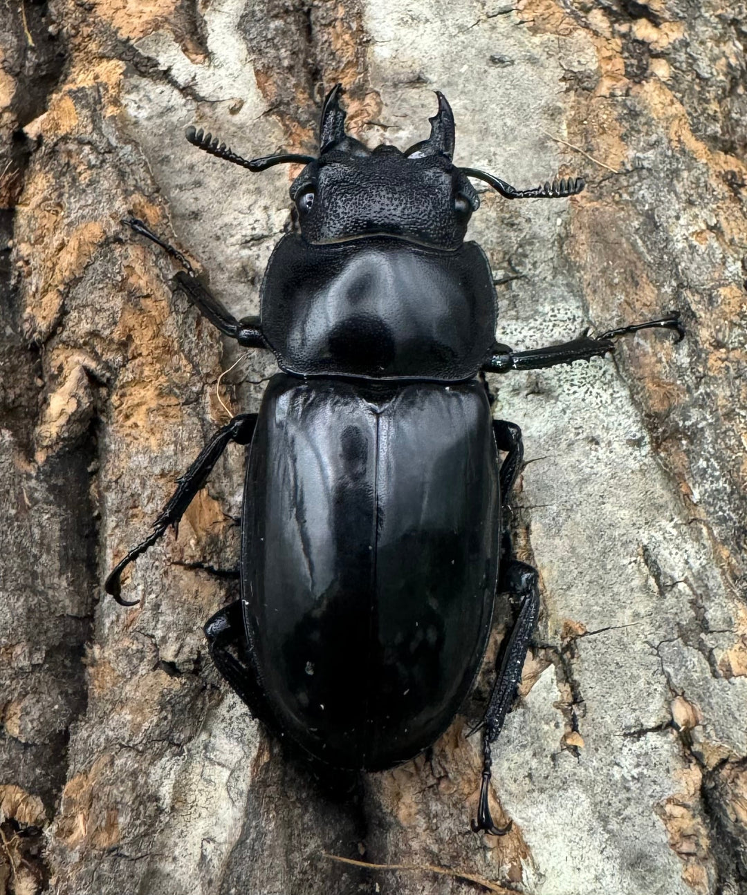 【WD】《マンディブラリスフタマタ 100mm ペア》