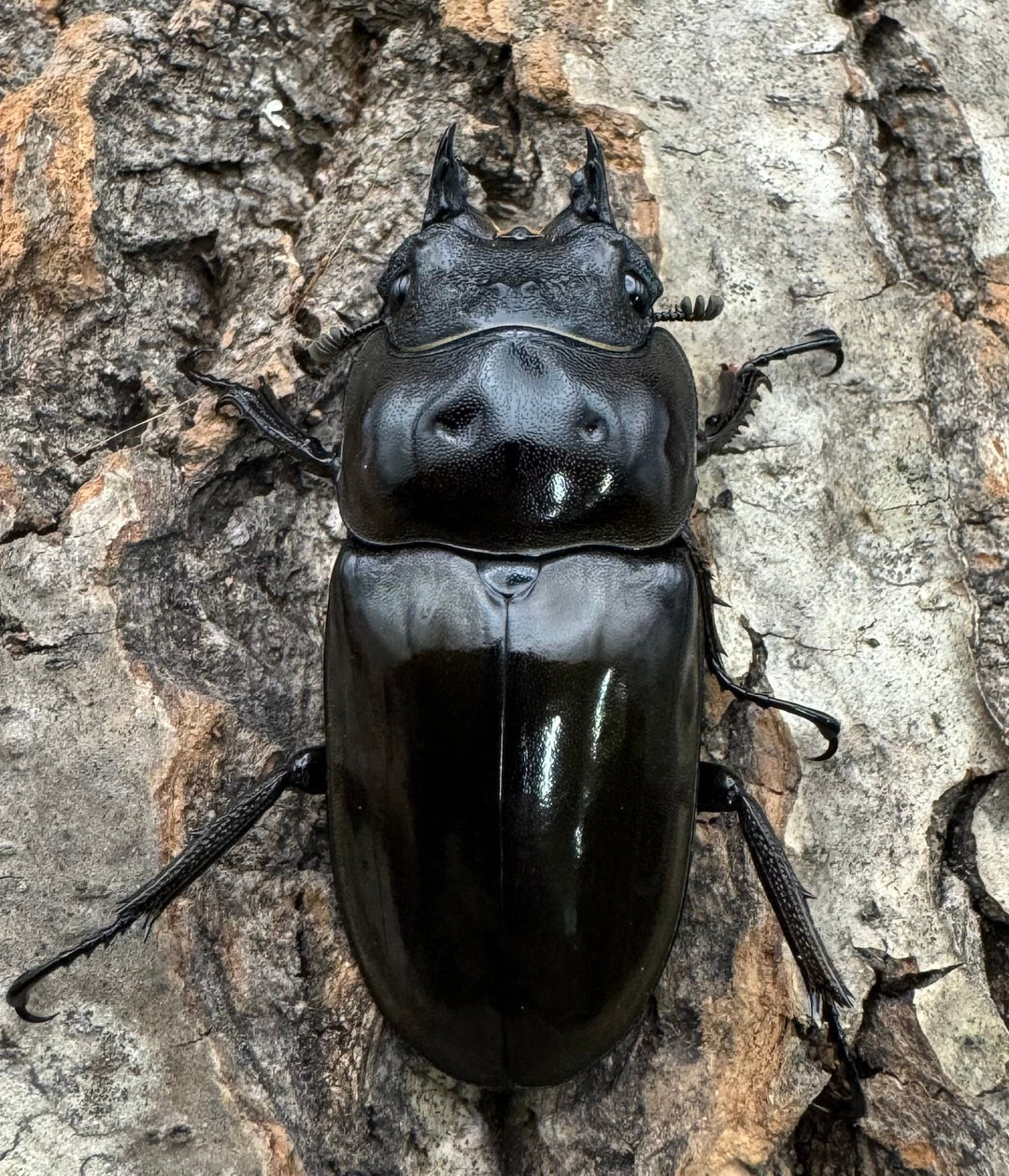 《ババオウゴンオニクワガタ 65mm ペア》